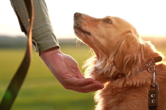 差し出される手と犬