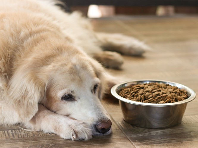 ごはんを食べない犬