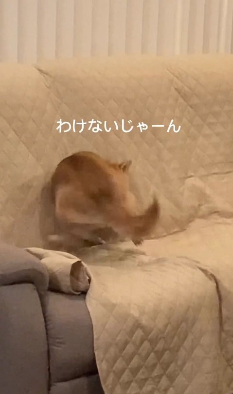 「…なわけないじゃーん」