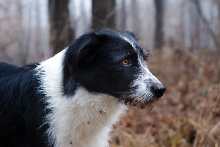 不安げな白黒の犬