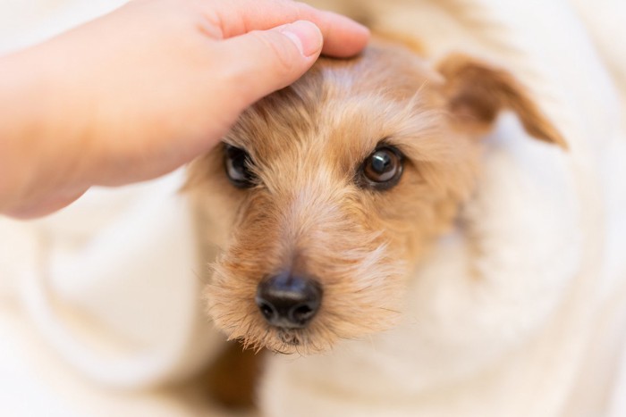 犬の頭をなでる手