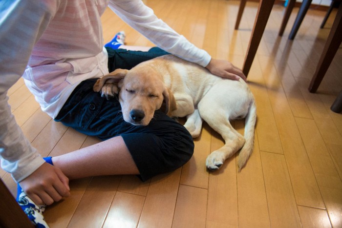 膝に顔を乗せて甘える子犬