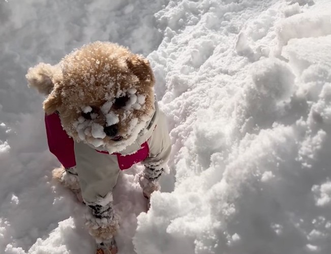 顔にいっぱい雪がついています