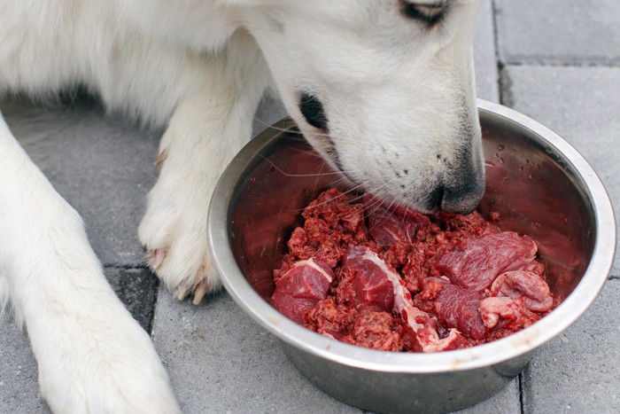 生肉のニオイを嗅ぐ犬