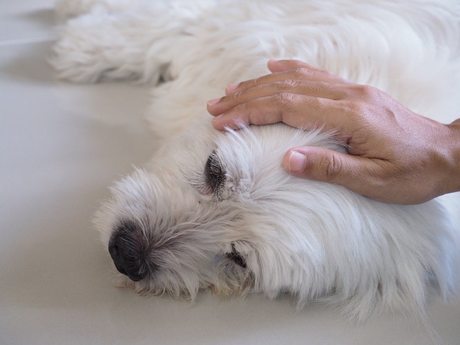 グッタリする白い犬と人の手