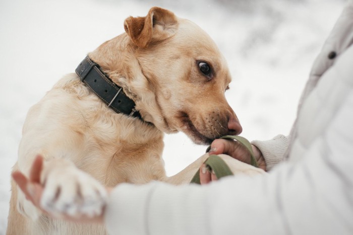 人の手を嗅ぐ首輪をした犬