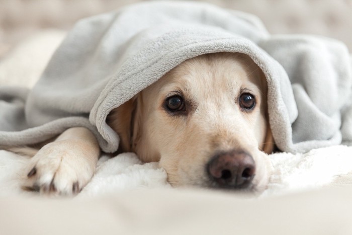 布団にくるまってる犬