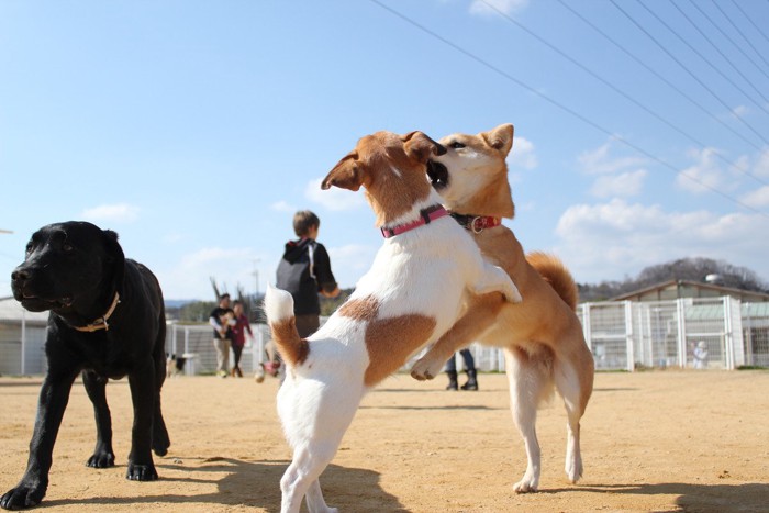 じゃれ合うテリアと柴犬