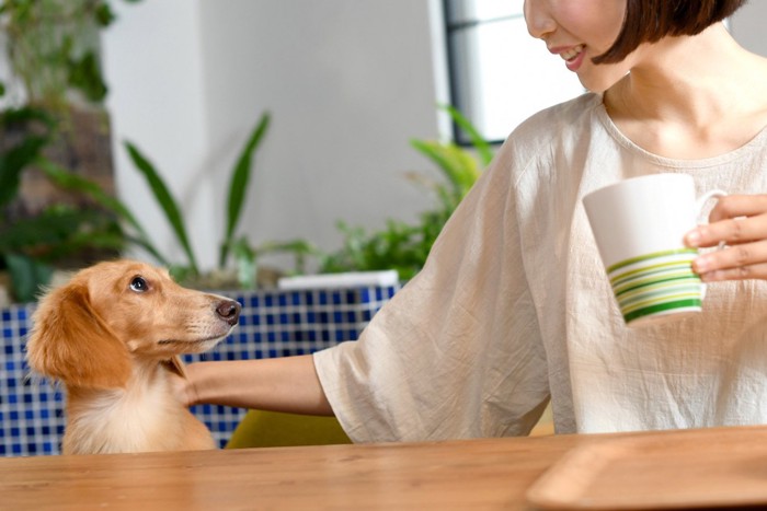 コーヒーを飲む飼い主を見上げる犬