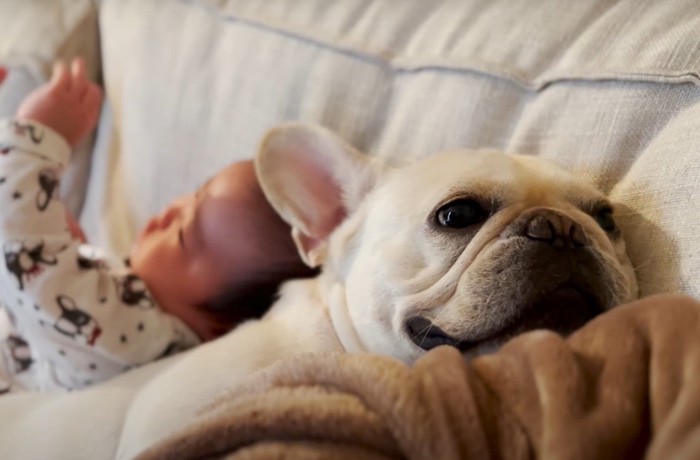 毛布に顔を乗せた犬の背中に乗る赤ちゃん