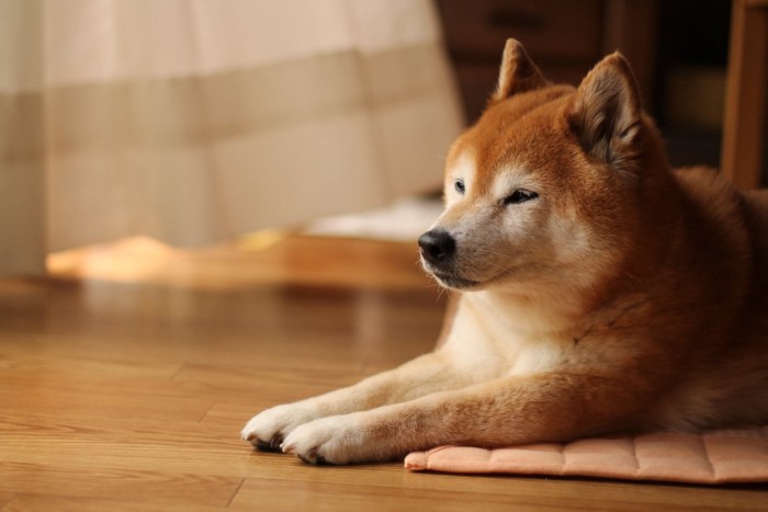 穏やかに休憩する犬