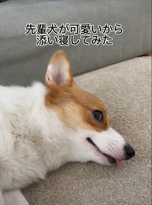 寝そべる犬