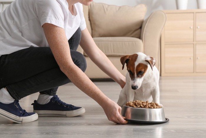 犬にご飯をあげる飼い主