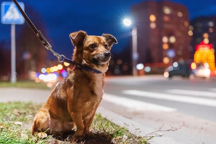 夜に歩こうとしない犬