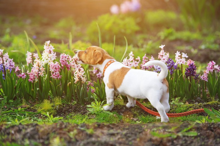 ヒヤシンスを嗅ぐ子犬