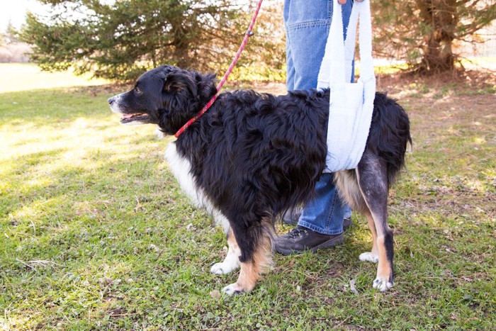 サポートグッズを使って散歩する犬