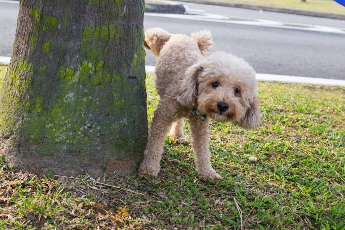 大きな石にマーキングする白黒の犬