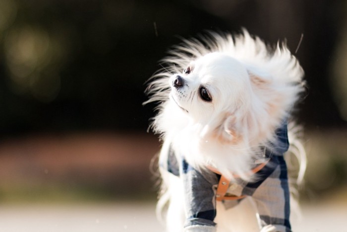 体を振るわせる犬