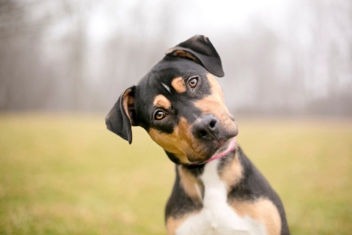 首をかしげる犬