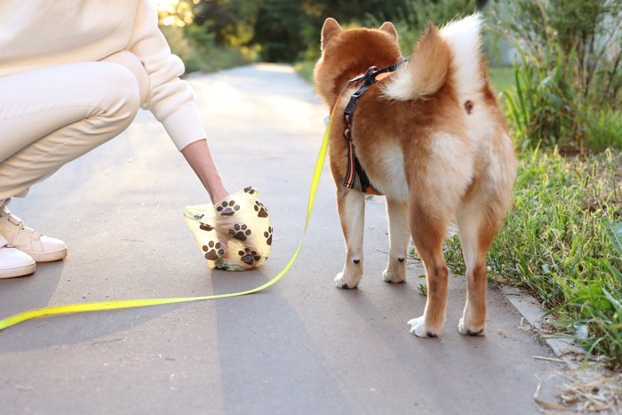 袋でうんちを取る、柴犬の後ろ姿