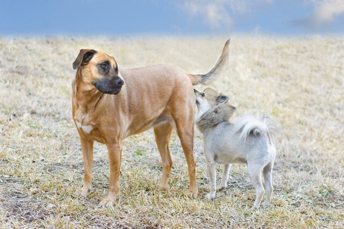 おしりを嗅ぐ犬