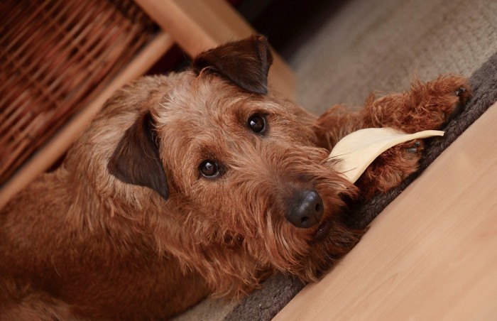 鼻の上におやつを乗せて舌を出している犬