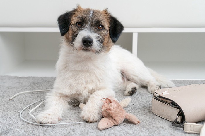 犬が噛んだコード、ぬいぐるみ、バッグ