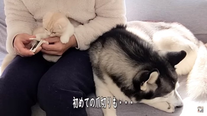 じゅんちゃん爪切りの横で眠るはっちゃん