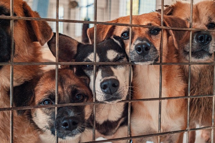 シェルターの犬たち