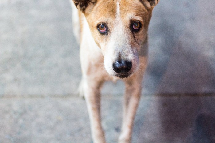 悲しそうな表情の犬