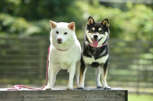 二匹の柴犬