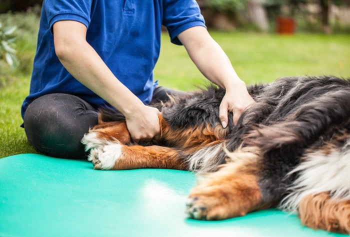 マッサージ中の犬