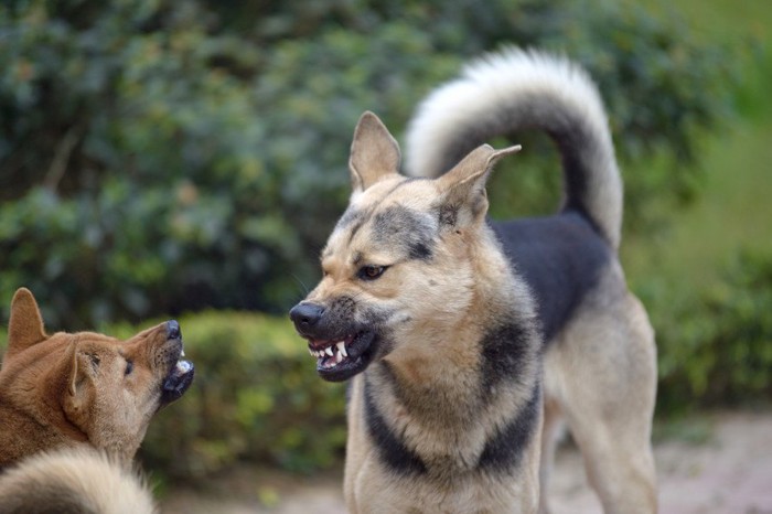 うなり合う2頭の犬