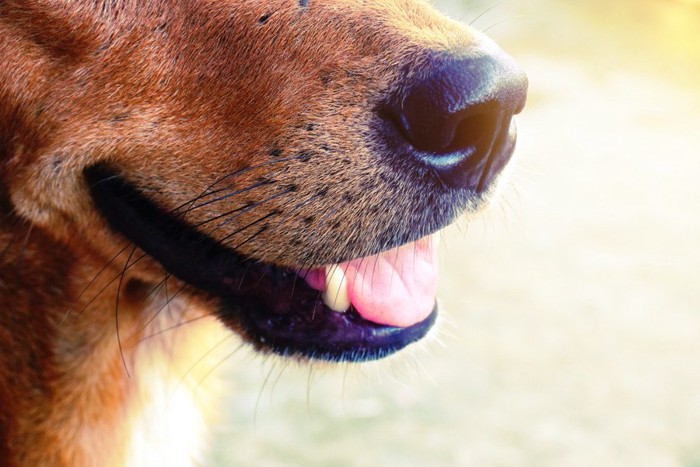 茶色い犬のマズル