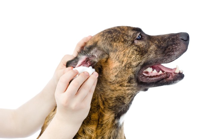 犬の耳の中を拭きとる