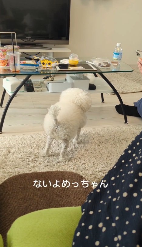 「ないのよ、めっちゃん」と飼い主さん