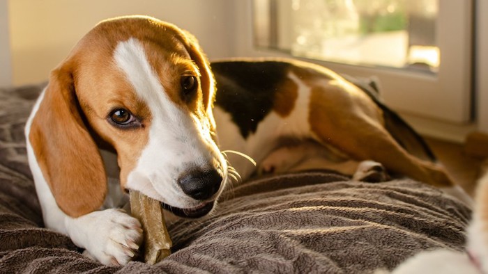 ベッドの上でおやつをかじるビーグル犬