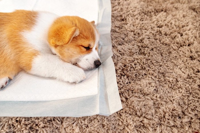 トイレシートの上で寝ちゃう子犬