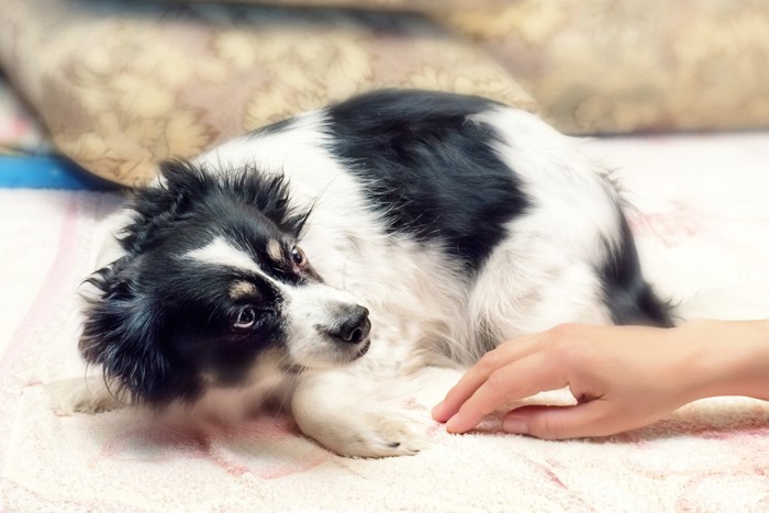 飼い主を怖がる犬