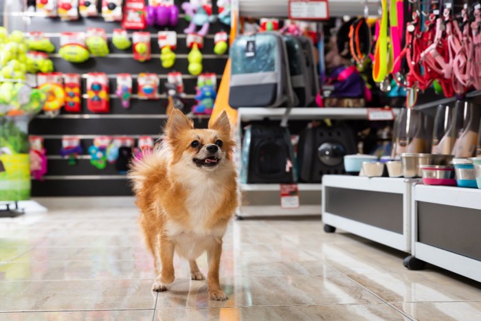 店内を見て回る犬