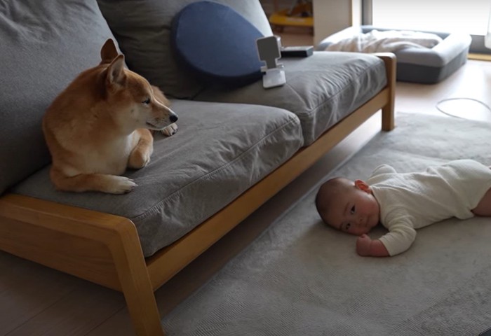 赤ちゃんを見下ろす犬と床にうつ伏せになる赤ちゃん