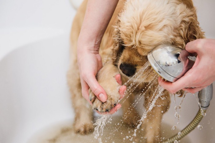 犬の足を洗う