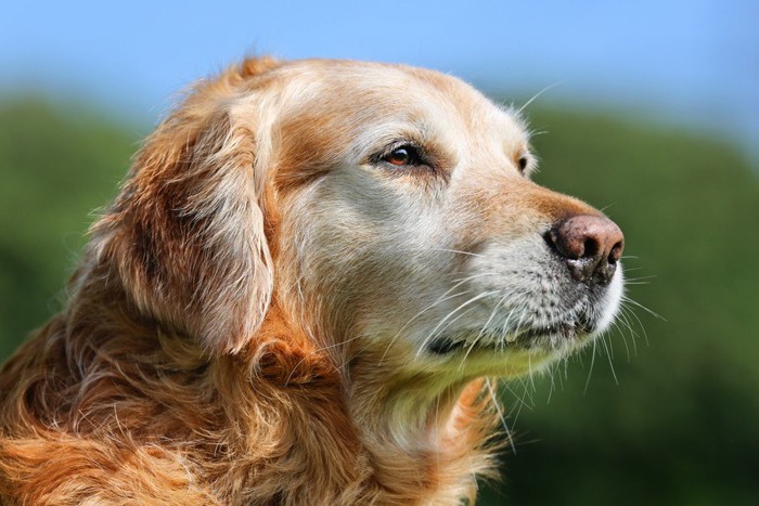 犬の顔アップ