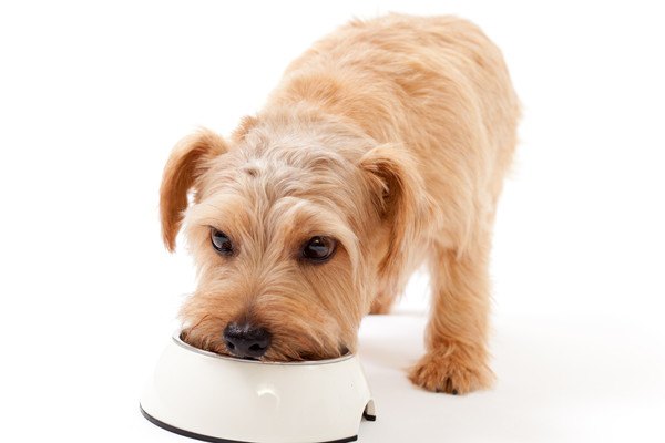 食事をする犬