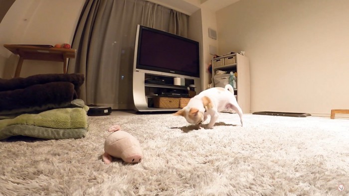 おもちゃと床のにおいをかぐ犬