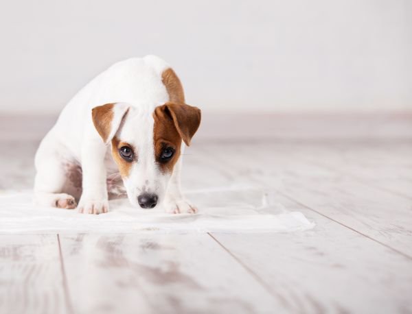 ペットシーツの上で座る犬