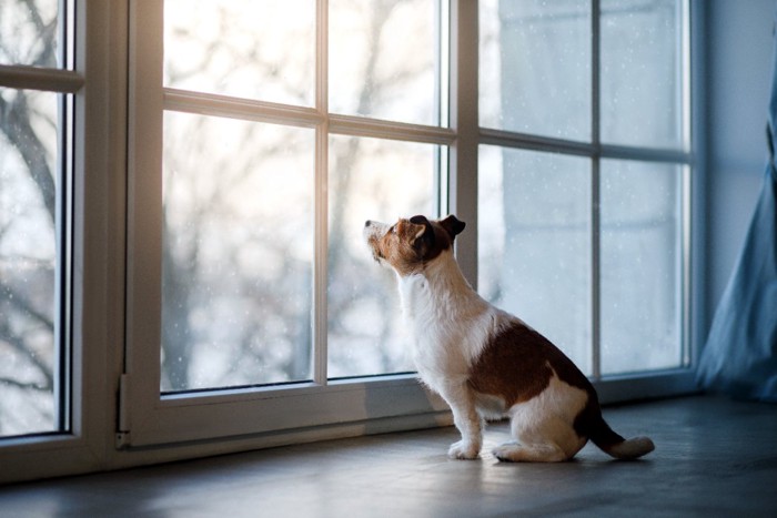 外を見る犬