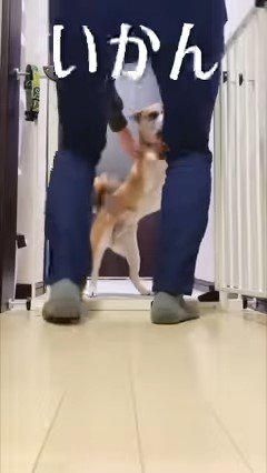 犬を触る男性