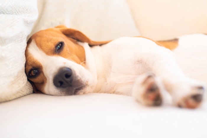 うとうとする犬