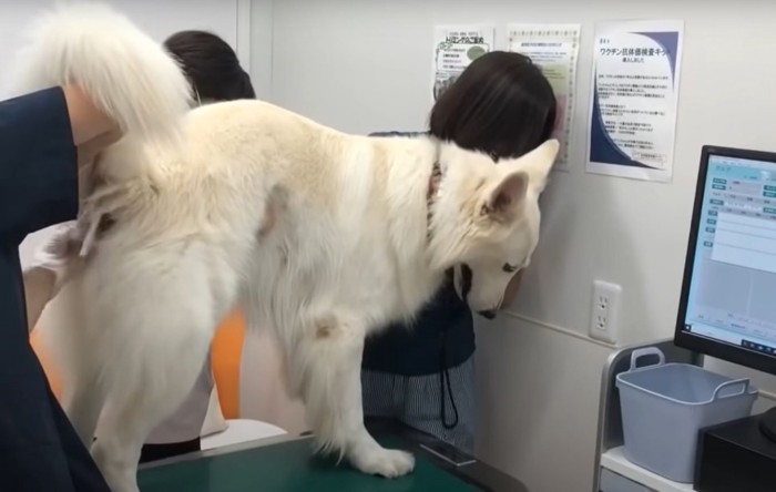 うつむく犬